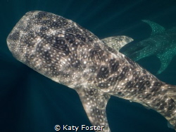 Whale sharks gliding past each other in West Papua. by Katy Foster 